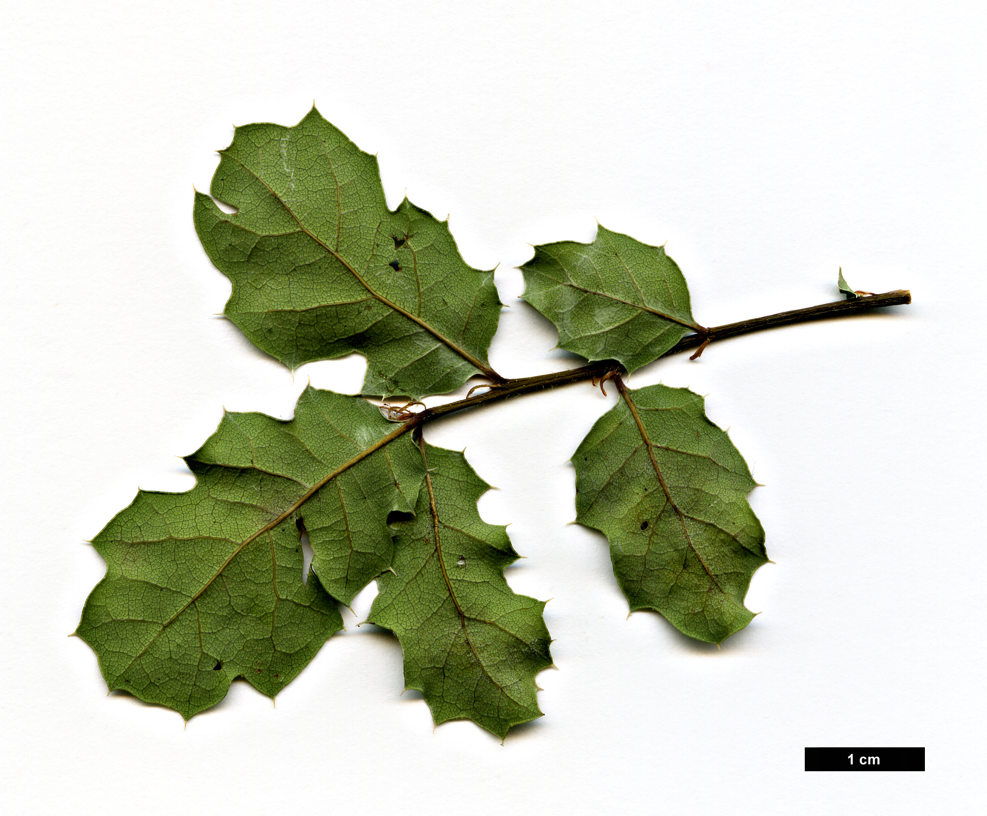 High resolution image: Family: Fagaceae - Genus: Quercus - Taxon: durata - SpeciesSub: var. gabrielensis